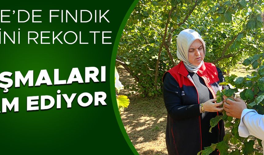 FINDIK BAHÇELERİ KÜLLENME HASTALIĞI VE KURAKLIĞIN TEHDİDİ ALTINDA