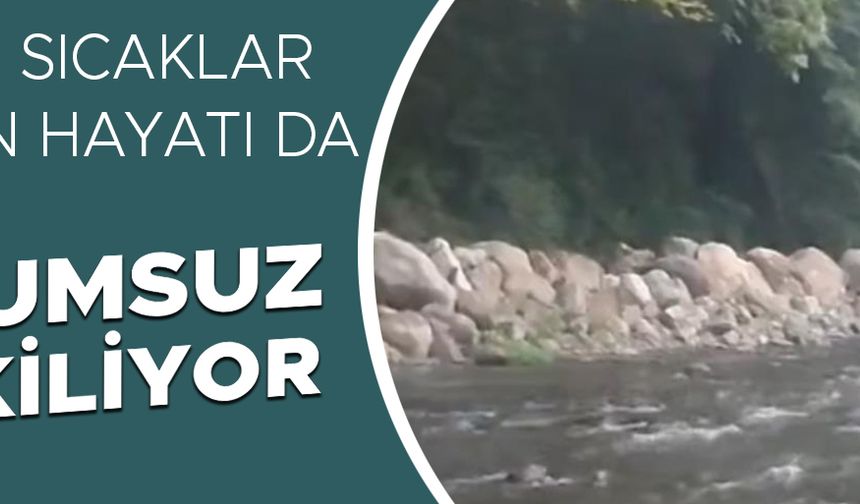 SICAKTAN BUNALAN KARACA SERİNLEMEK İÇİN GİRDİĞİ DEREDE GÖRÜNTÜLENDİ