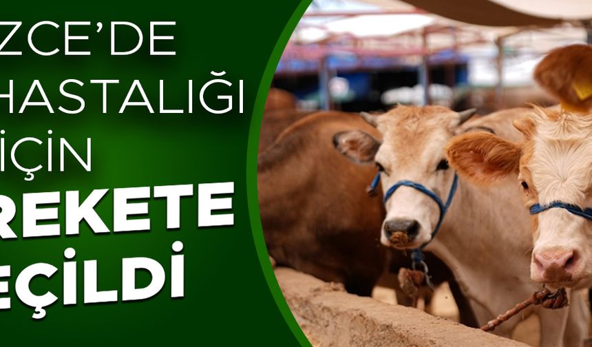 HASTALIĞIN ÖNÜNE GEÇMEK İÇİN BÜYÜK BAŞ HAYVANLAR AŞILANACAK