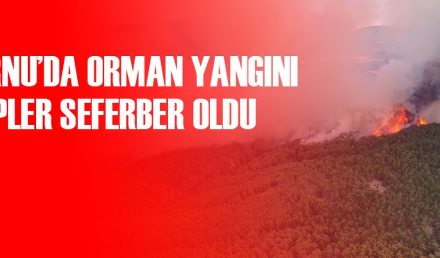 BOLU'DA ÇIKAN ORMAN YANGININA MÜDAHALE EDİLİYOR