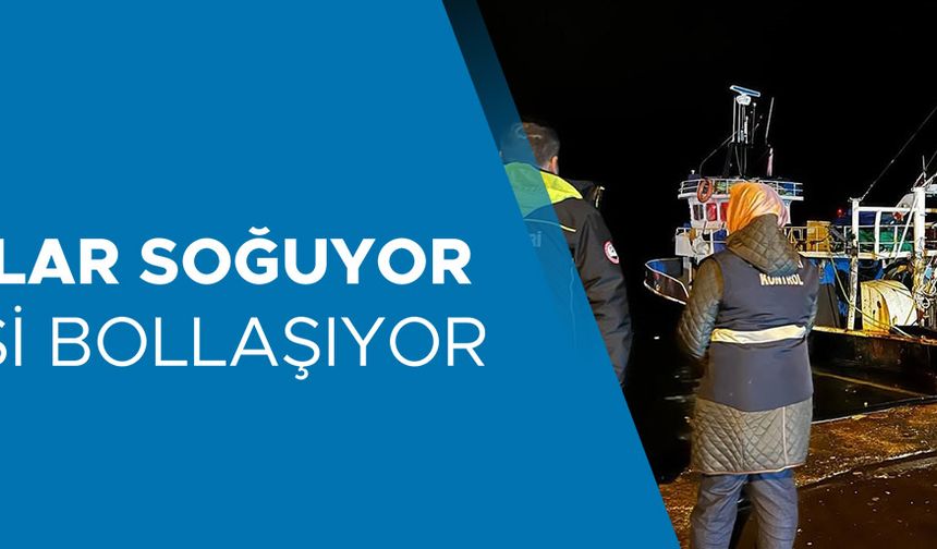 AKÇAKOCA’DAN 10 GÜNDE 721 TON HAMSİ ÇIKIŞI OLDU