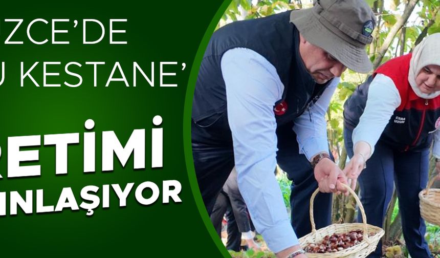 220 DEKAR ALANDA 794 TON KESTANE ÜRETİMİ GERÇEKLEŞTİRİLDİ