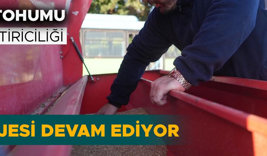 DÜZCE’DE SİYEZ BUĞDAYI TOPRAKLA BULUŞTU