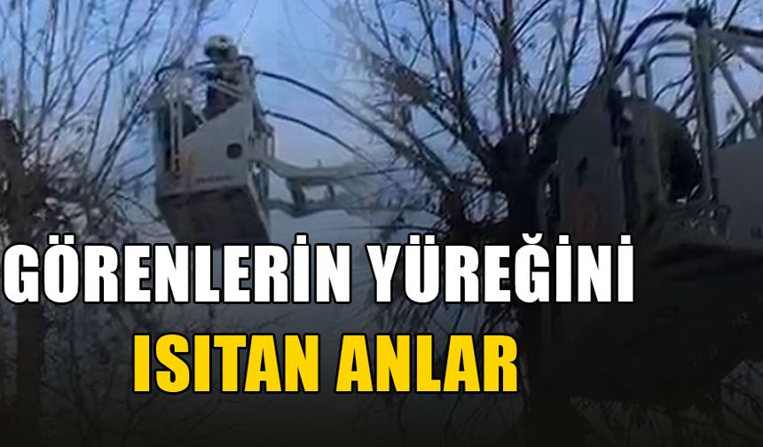 AĞAÇTA KALAN KEDİYE KURTARMA ÇALIŞMASI