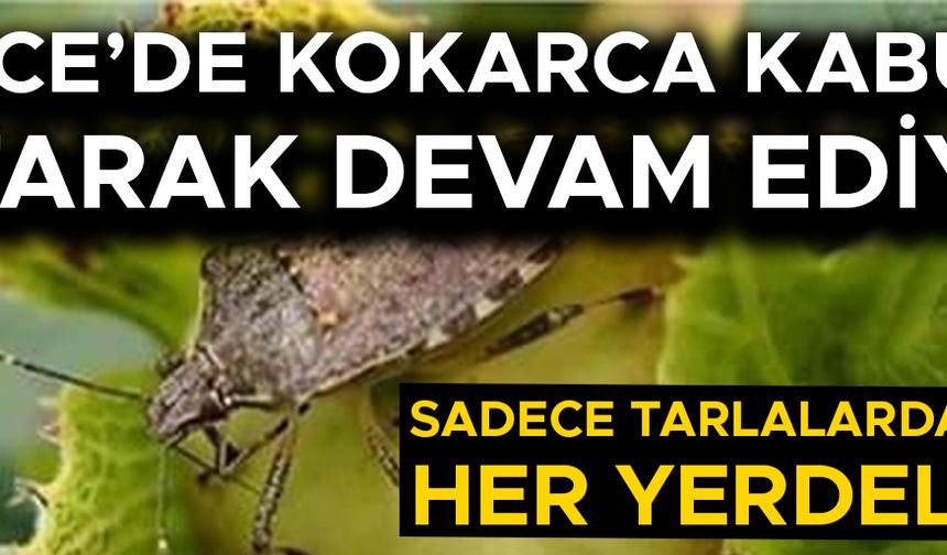 FINDIK ÜRETİCİLERİ DİKKATLİ OLMAYA ÇAĞRILDI