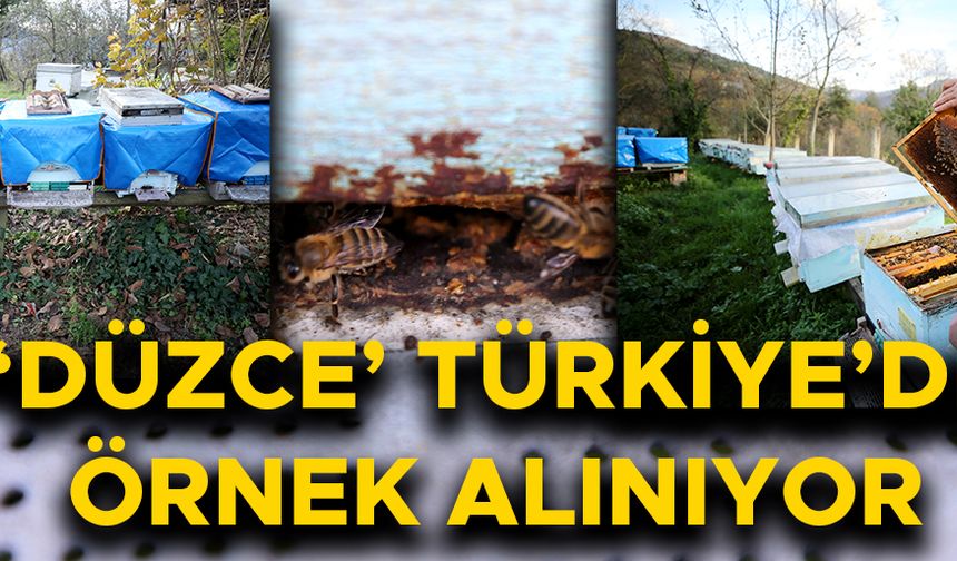 YIĞILCA ARISI ARTIK BİR MARKA