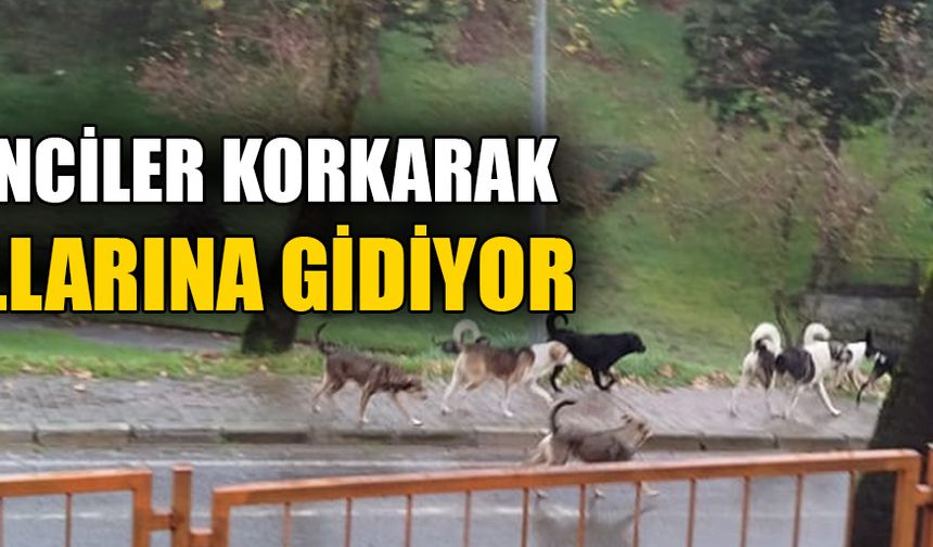 VELİLER SOKAK KÖPEKLERİNE KARŞI ENDİŞELİ