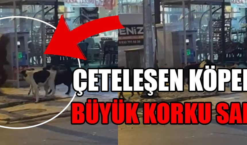 DÜZCE’DE BAŞIBOŞ KÖPEKLERİN BİR KADINA SALDIRI ANI KAMERADA