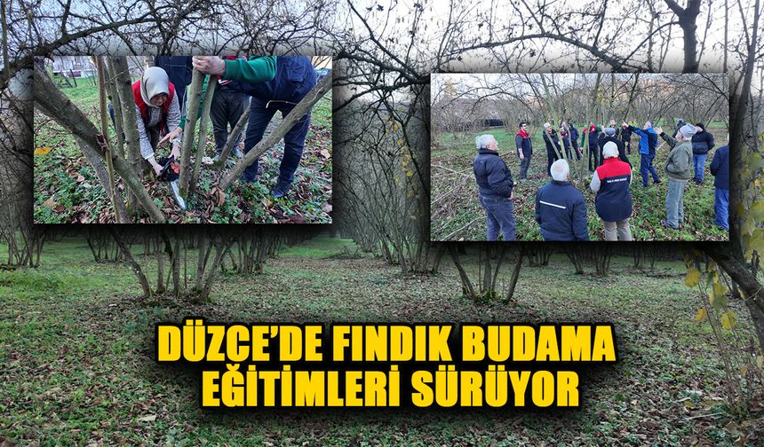 DÜZCE’DE FINDIK BUDAMA EĞİTİMLERİ SÜRÜYOR
