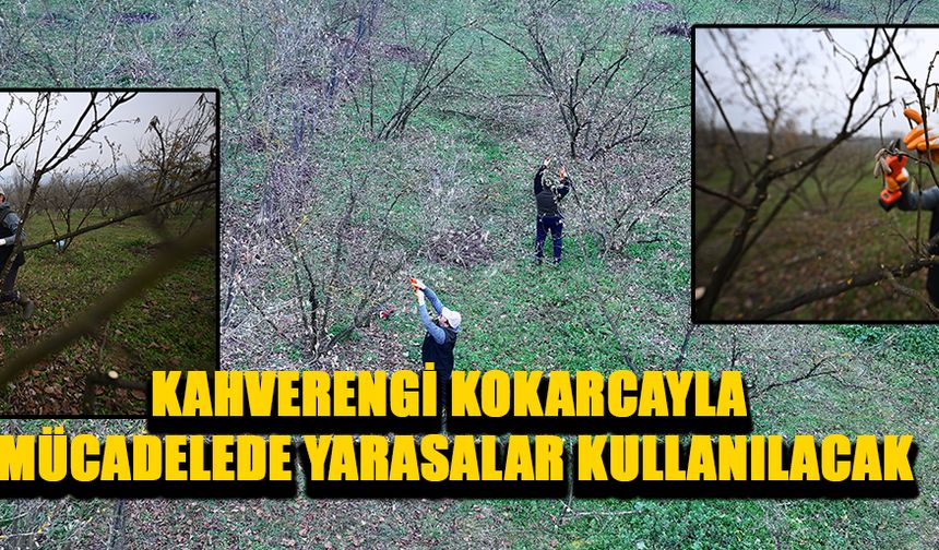 UZMAN KULAÇ: “KOKARCAYA KARŞI MÜCADELE YÜRÜTMEYE ÇALIŞACAĞIZ”