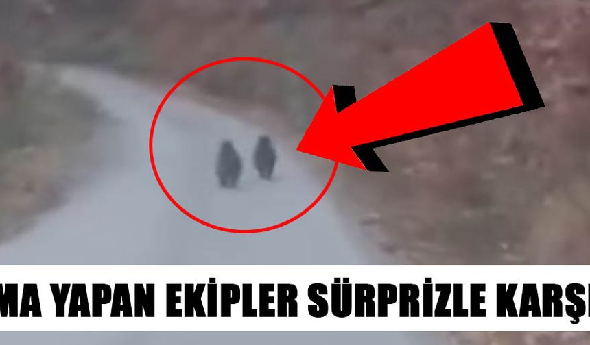 YOLA ÇIKAN YAVRU AYILAR CEP TELEFONU İLE GÖRÜNTÜLENDİ