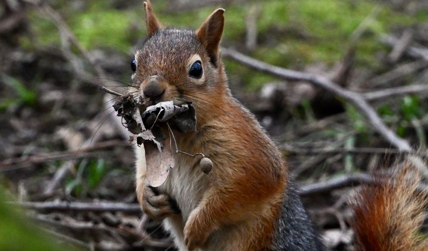 SİNCABIN YUVA YAPMA TELAŞI