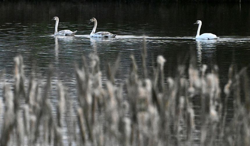 KUĞULAR DOĞA KORUMA EKİPLERİNİN GÖZETİMİNDE