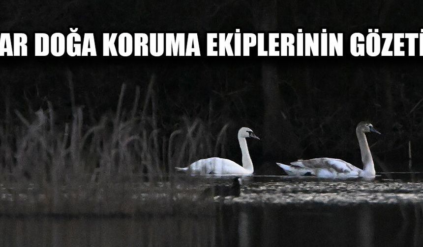 DÜZCE DOĞA KORUMA VE MİLLİ PARKLAR ŞUBE MÜDÜRÜ ŞİMŞEK: “ZİYARETİ ÇOK NADİR OLUYOR”