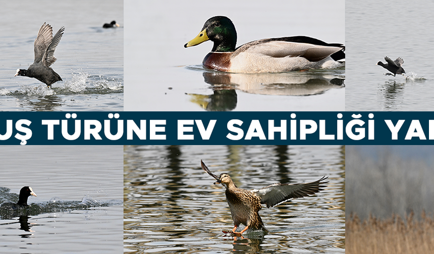 EFTENİ KUŞ CENNETİ GÖLÜ GÖÇ YOLUNDAKİ MİSAFİRLERİNİ AĞIRLIYOR