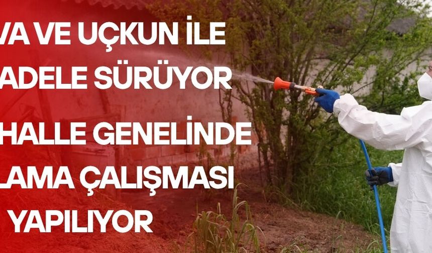 ASYA KAPLAN SİVRİSİNEĞİNE DİKKAT!