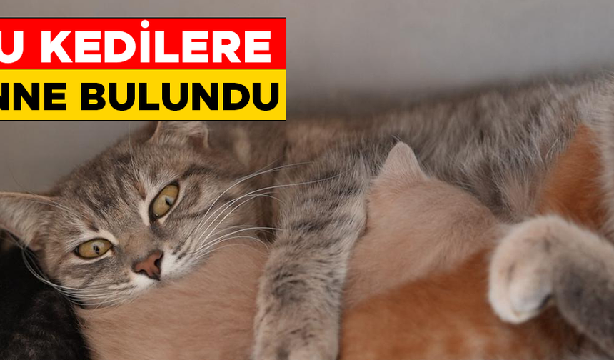 DEREYE DÜŞEN YAVRU KEDİLER EMİN ELLERDE