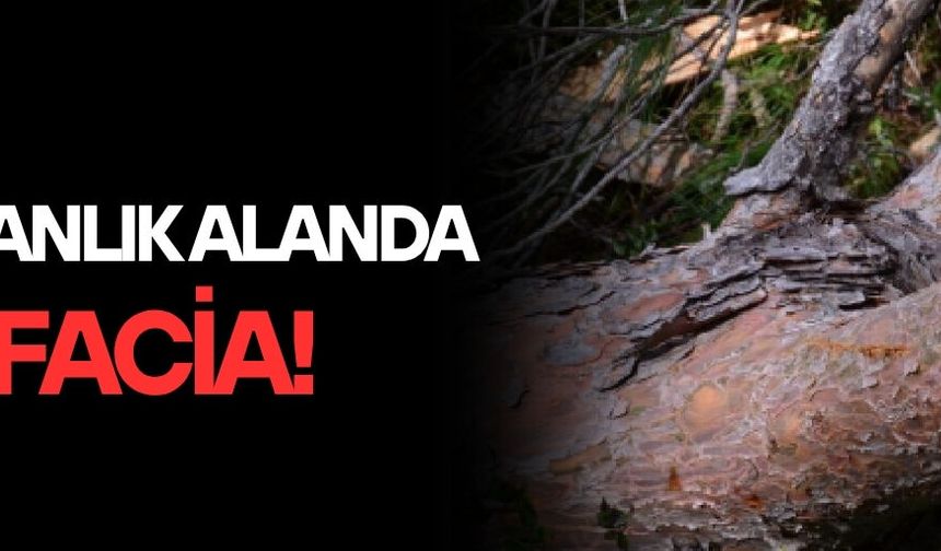 KAYNAŞLI’DA KESTİĞİ AĞACIN ALTINDA KALAN KİŞİ AĞIR YARALANDI