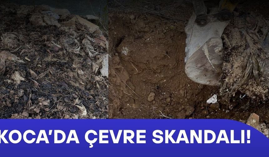 DERE KENARINA DÖKÜLEN TELEF OLMUŞ TAVUKLAR TEPKİLERİN ARDINDAN TOPRAĞA GÖMÜLDÜ