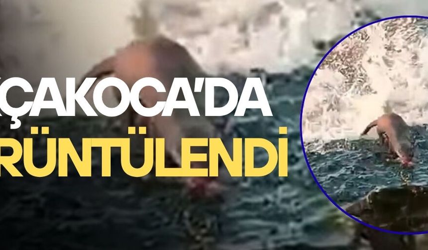 DENİZDE AVLANAN SU SAMURU KAMERADA