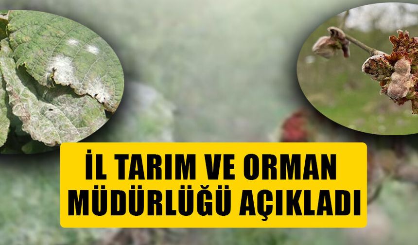 FINDIKTA KOZALAK AKARI VE KÜLLEME HASTALIĞINA KARŞI MÜCADELE BAŞLIYOR