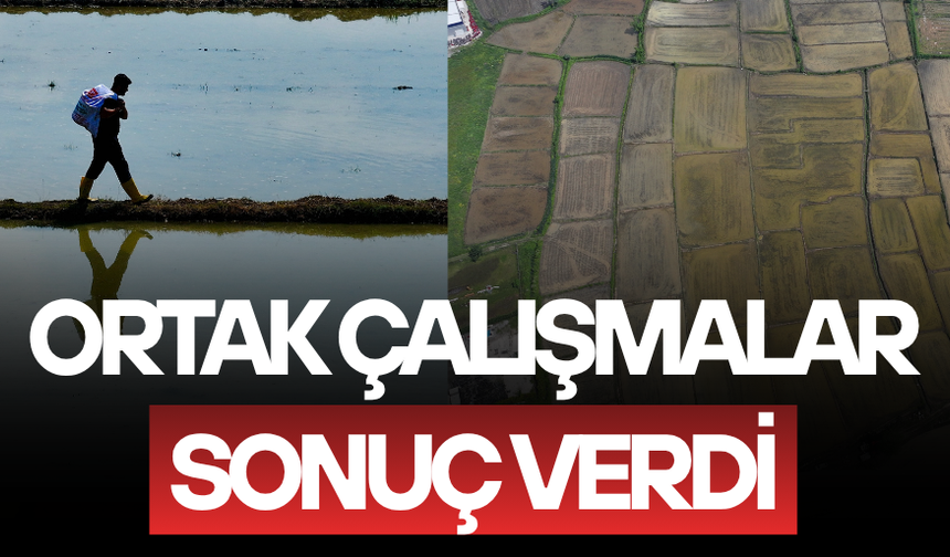 COĞRAFİ İŞARETLİ KONURALP PİRİNCİNİN EKİM ALANI 5 YILDA YÜZDE 86 ARTTI