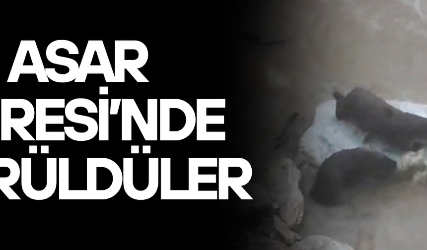 SUDA OYNAYAN SU SAMURLARI İLGİ ODAĞI OLDU