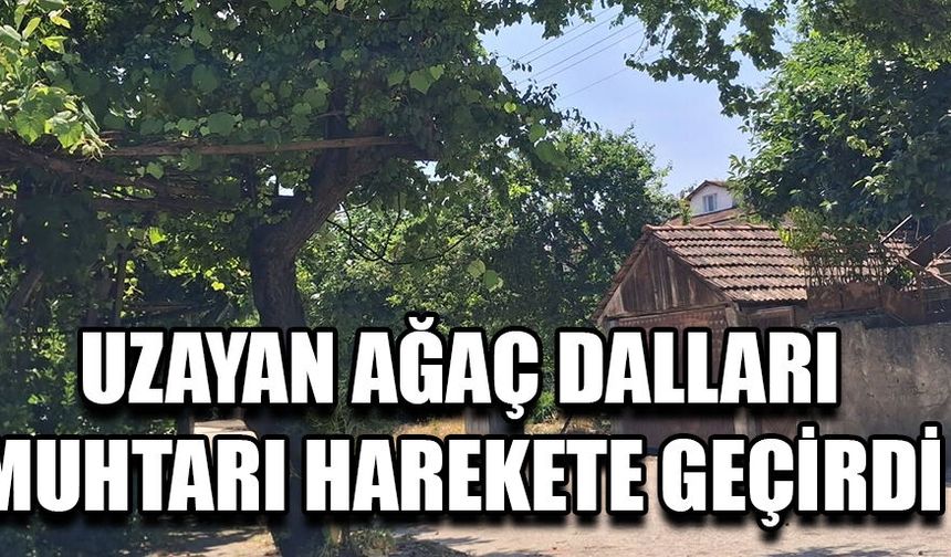 DUYARSIZ AĞAÇ SAHİPLERİNE EMPATİ İLE SESLENDİ