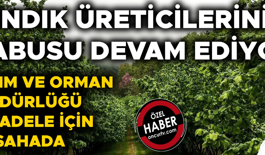 FINDIKTA BÜYÜK VERİM KAYBINA YOL AÇIYOR