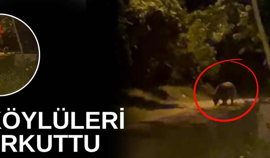 KÖYE İNEN AYI KÖYLÜLERE HEYECAN VE KORKU YAŞATTI