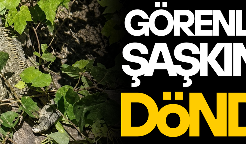 ÇİLİMLİ’DE GÖRÜLEN GİZEMLİ SÜRÜNGEN İGUANA ÇIKTI