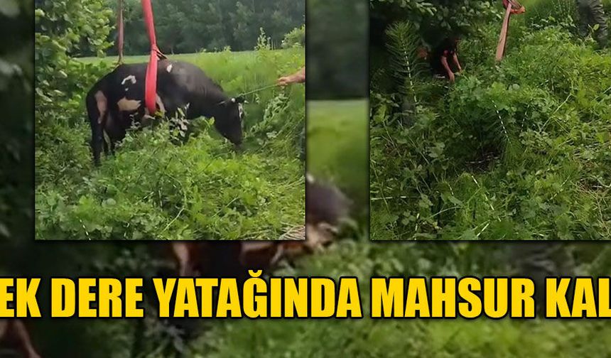 VİNÇ YARDIMIYLA KURTARILDI