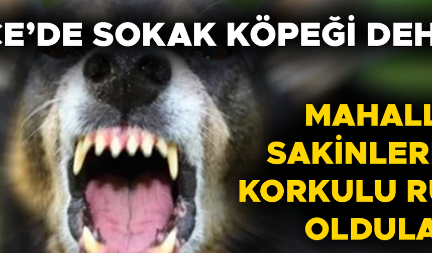 KÖPEĞİN ISIRDIĞI MARKET ÇALIŞANI HASTANELİK OLDU