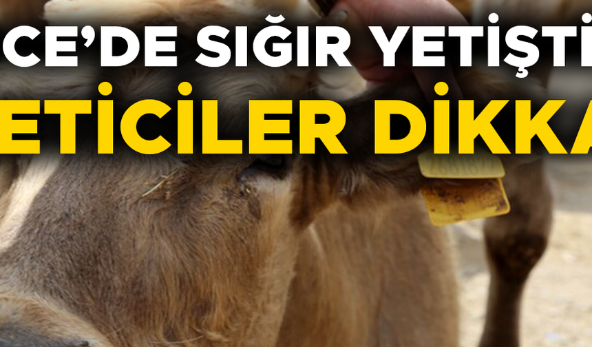 KULAK KÜPELERİNDE YENİ DÖNEM BAŞLADI
