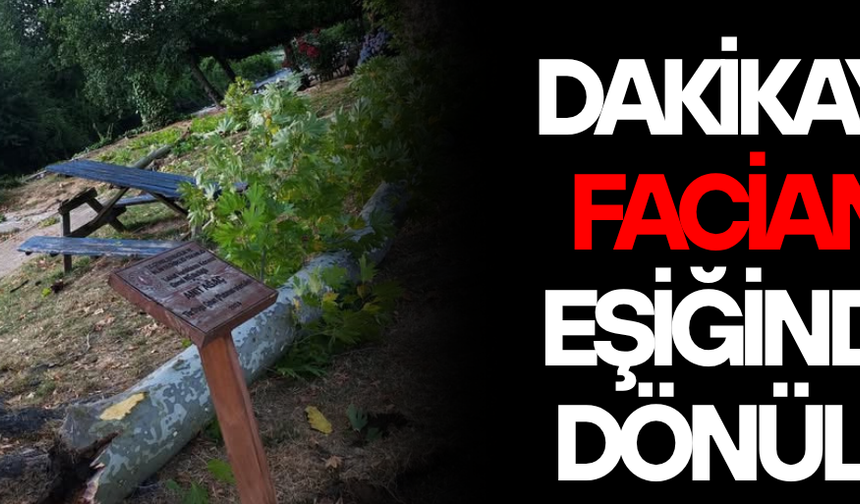 AKÇAKOCA’DA ASIRLIK ÇINARIN DALI PİKNİK MASASININ ÜZERİNE DÜŞTÜ