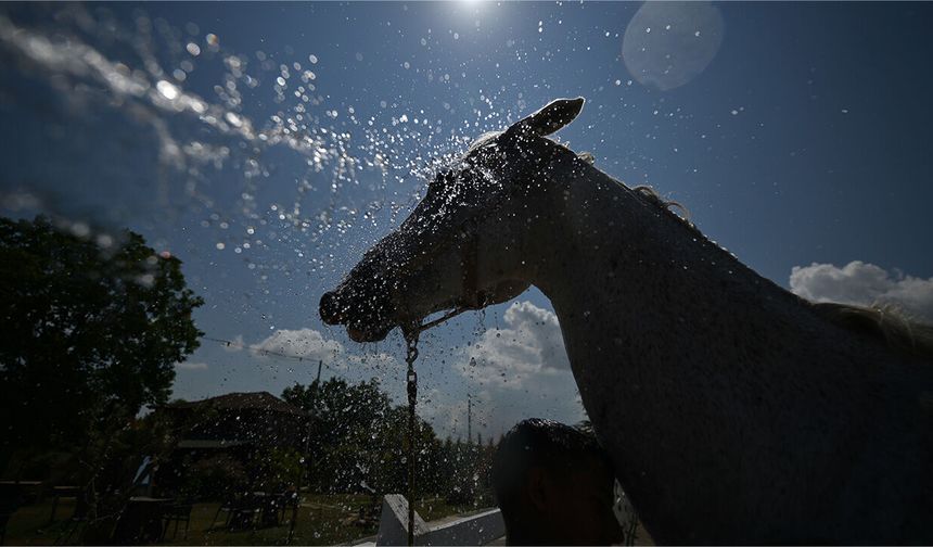DÜZCE'DE SICAK HAVA YARIŞ ATLARINI DA ETKİLEDİ
