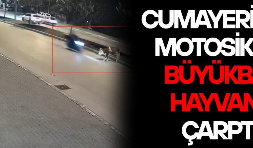 HAYVAN TELEF OLDU, KAZA ANI KAMERADA