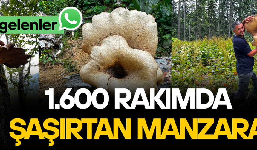 DÜZCE’DE DEV MANTARLA FOTOĞRAF ÇEKME YARIŞI