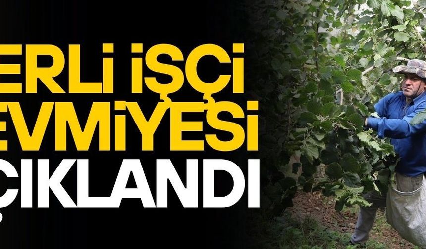 YERLİ FINDIK İŞÇİLERİNİN YEVMİYE FİYATI AÇIKLANDI