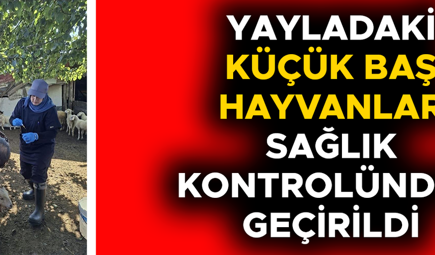 YENİ DOĞAN YAVRULARA KÜPELERİ TAKILDI