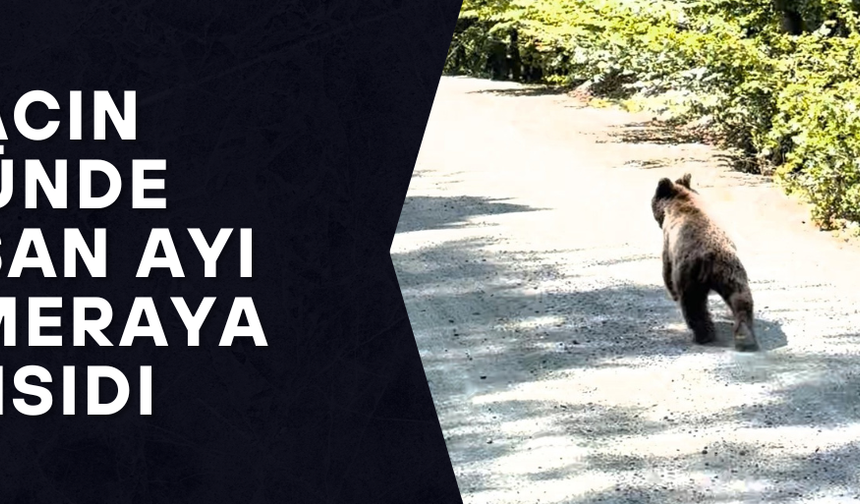 YOL BOYUNCA KOŞAN AYI ORMANA GİRDİ