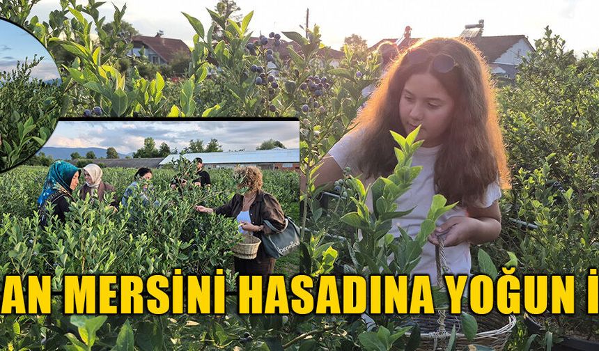 YABAN MERSİNİ TARLASI DOĞAL FOTOĞRAF PLATOSU OLDU