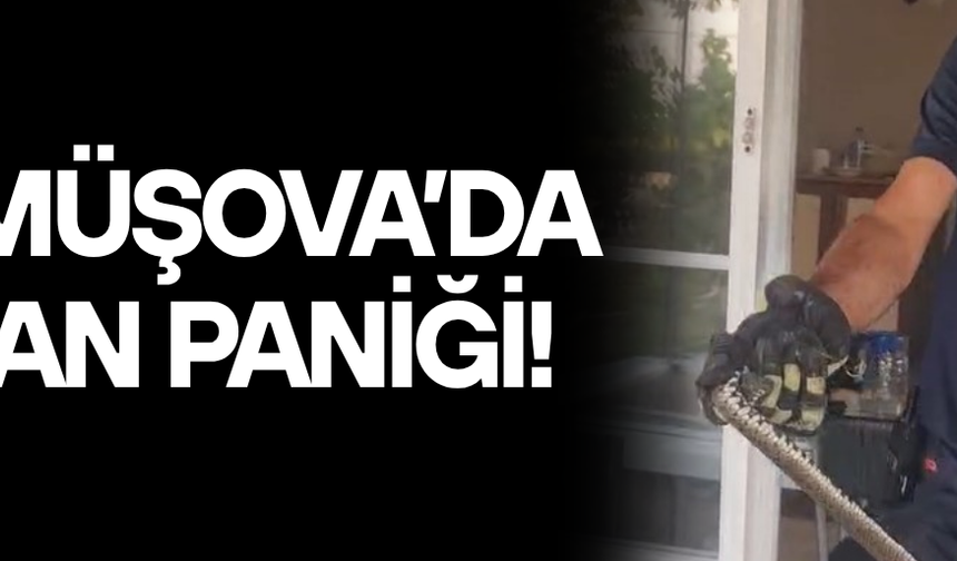 EVE GİREN YILAN İTFAİYE EKİPLERİNCE YAKALANDI