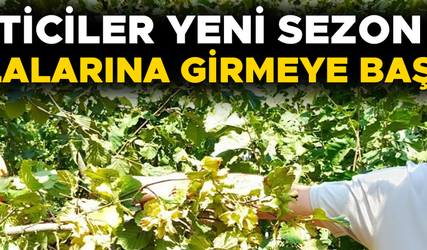 DÜZCE’DE YEŞİL ALTIN HASADI BAŞLADI