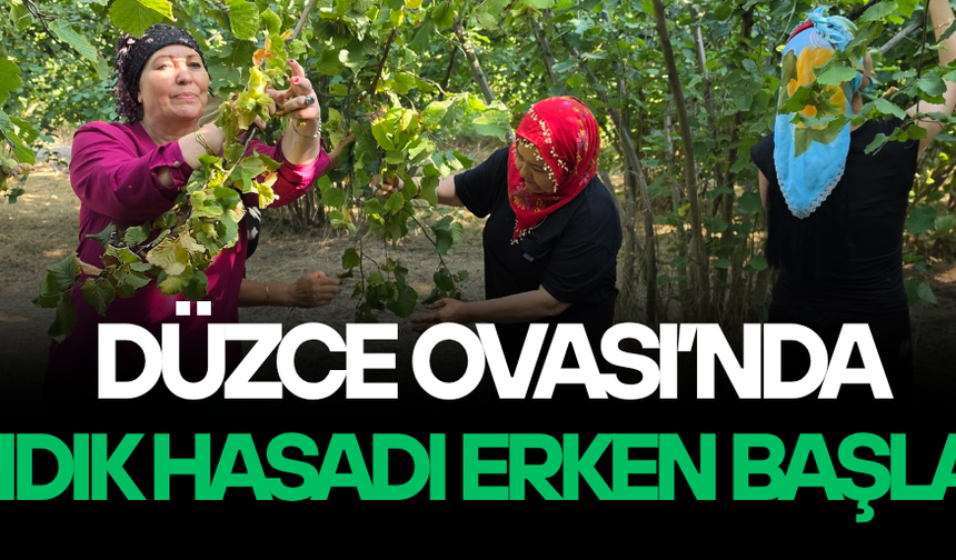 DÜZCELİ KADINLARDAN İMECE USULÜ FINDIK MESAİSİ