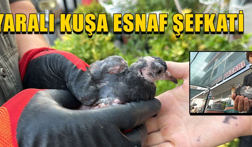 KUŞ TEDAVİSİ İÇİN MERKEZE GÖTÜRÜLDÜ