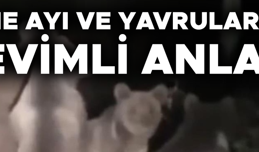 DÜZCE’DE AYI AİLESİ CEP TELEFONU İLE GÖRÜNTÜLENDİ