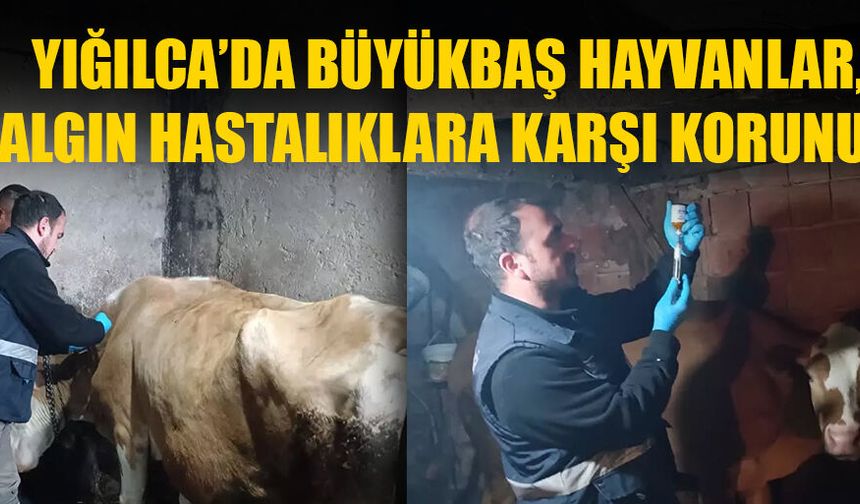 HAYVAN SAĞLIĞI PERSONELLERİ AŞILAMA GERÇEKLEŞTİRDİ
