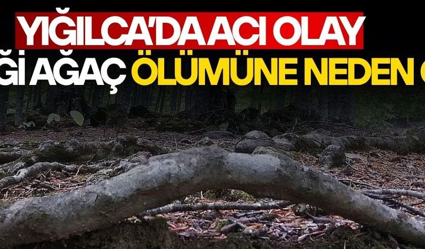 DÜZCE’DE ÜZERİNE AĞAÇ DEVRİLEN ŞAHIS HAYATINI KAYBETTİ