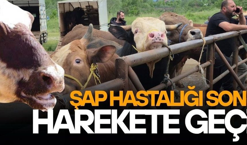 DÜZCE HAYVAN PAZARI TEDBİR AMAÇLI KAPANDI
